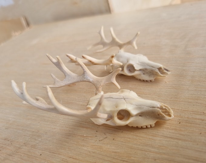 Deer antler deer skull pendant