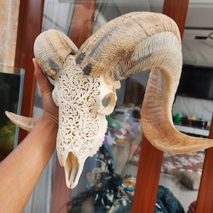 snidad ramskallemönster vit och naturlig horn
