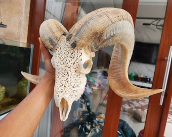 ram skull carving patern white and natural horn
