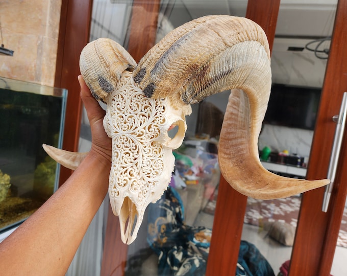 ram skull carving patern white and natural horn