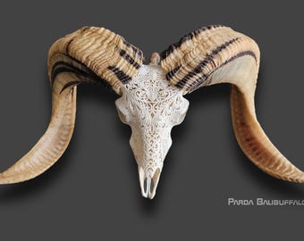 carved ram skull carving white style