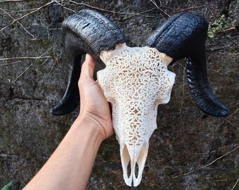 ram skull carving patern white size S