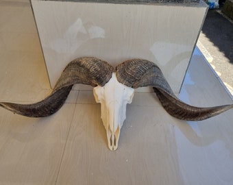 Custom order 2 pcs Carve ram skull motif dragon and eagle