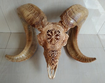 carve  ram skull carving goat viking  rare horn brown
