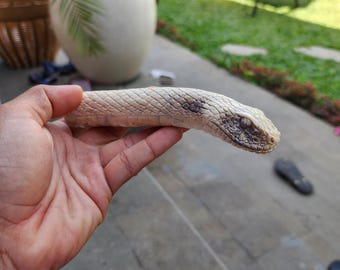 Antler carving ratlle snake for knife handle