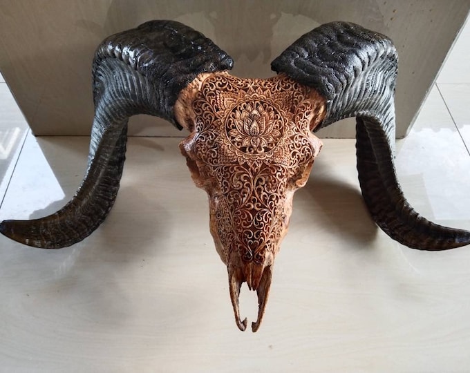 ram skull sheep lotus patern