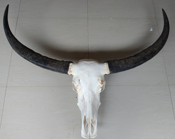 Custom order buffalo skull with carved  wide horn