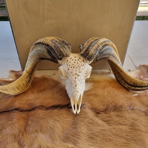 carved ram skull celtic snack