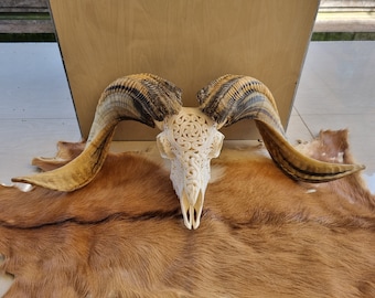 carved ram skull celtic snack