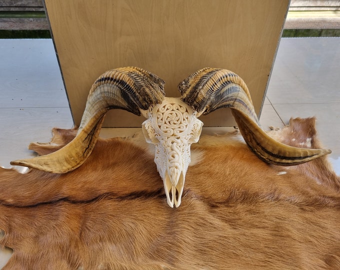 carved ram skull celtic snack