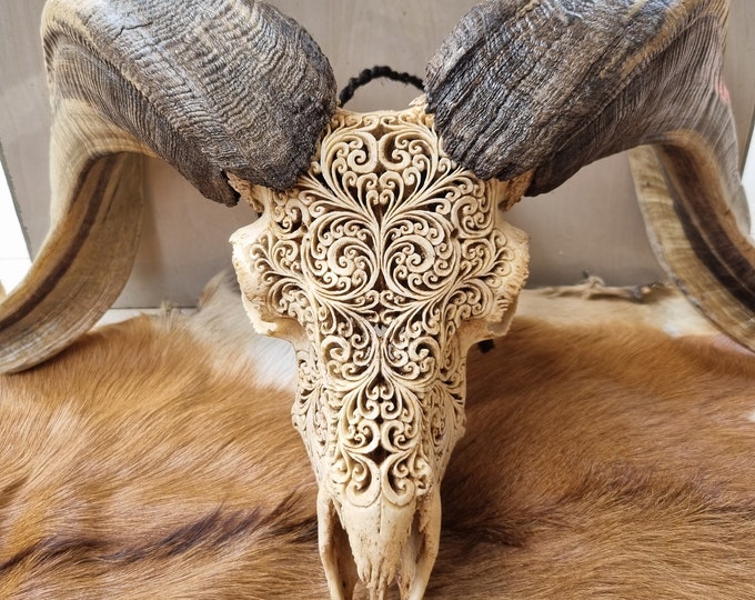 carved ram skull qurly patern