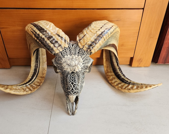 carve ram skull Lotus two tone horn colour