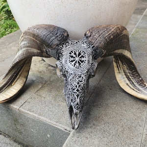 Hand-Carved Viking Ram Skull – Vegvisir Symbol & Nordic Runes – Authentic Natural Horns