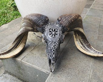 Hand-Carved Viking Ram Skull – Vegvisir Symbol & Nordic Runes – Authentic Natural Horns