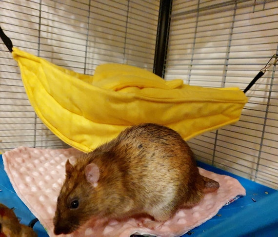 rat banana hammock