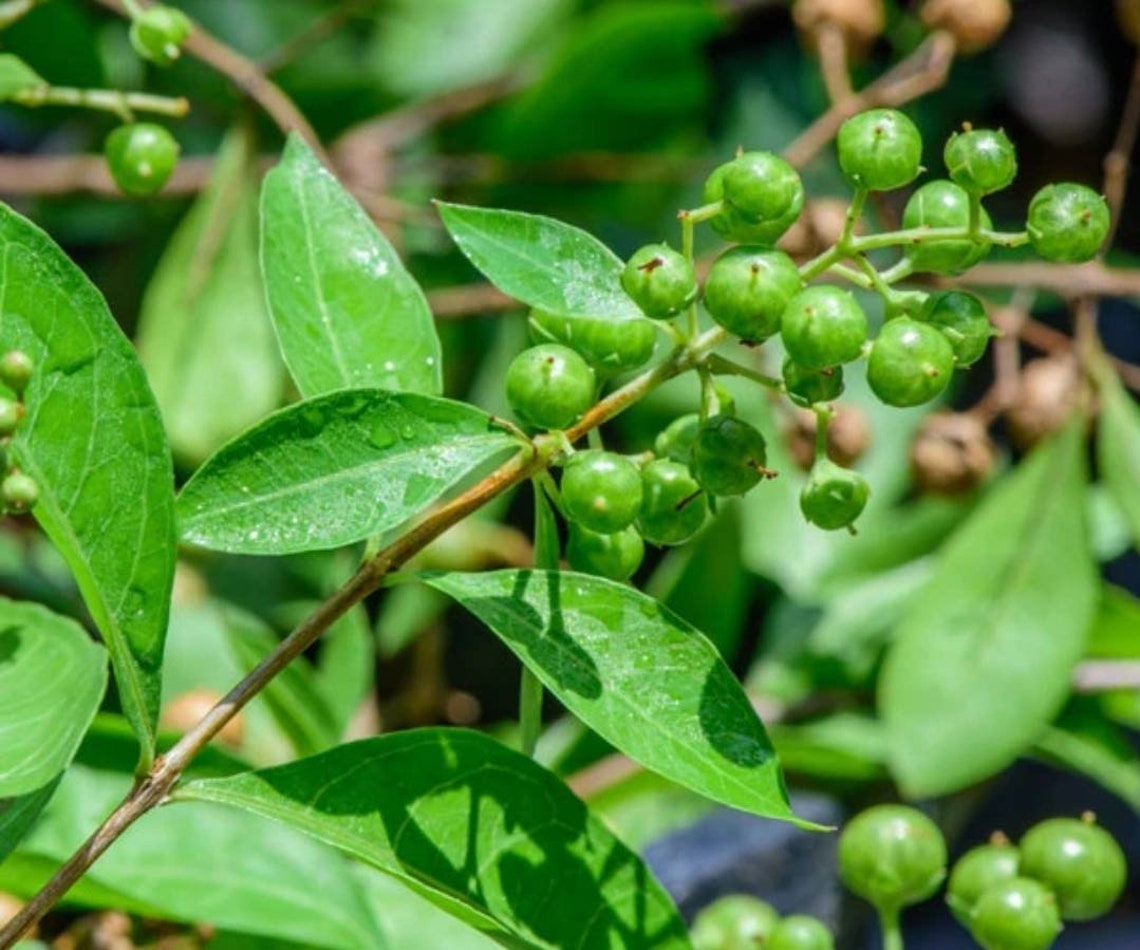 Mehndi plant seeds_ henna plant seeds a ceylonlife Etsy