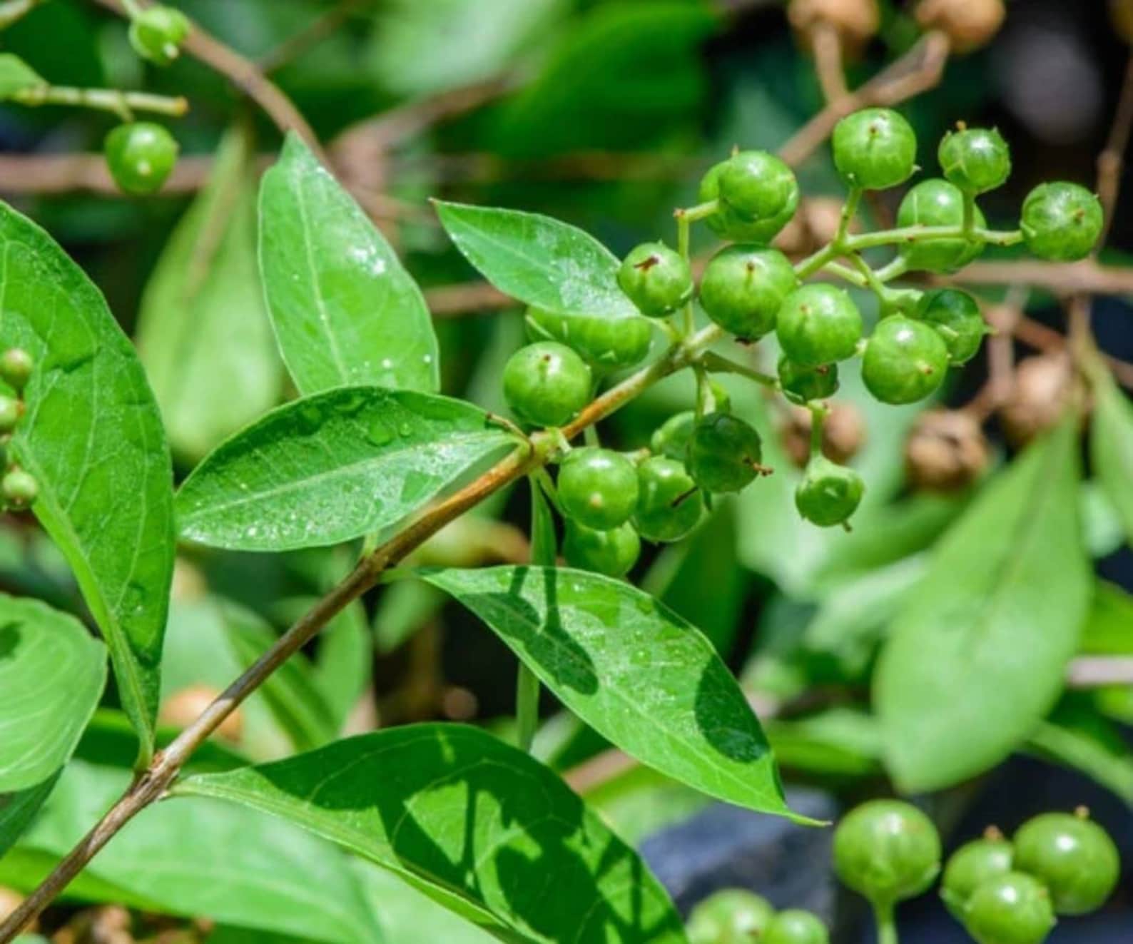 Mehndi plant seeds_ henna plant seeds a ceylonlife | Etsy