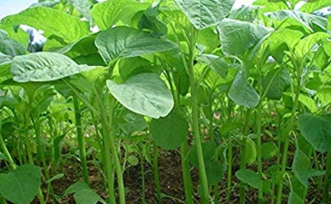 Green amaranth seeds_ callaloo seeds a ceylonlife Etsy