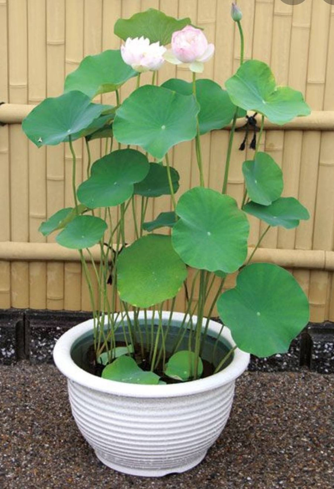 Bonsai mini sacred lotus seeds_ hydroponics a ceylonlife Etsy