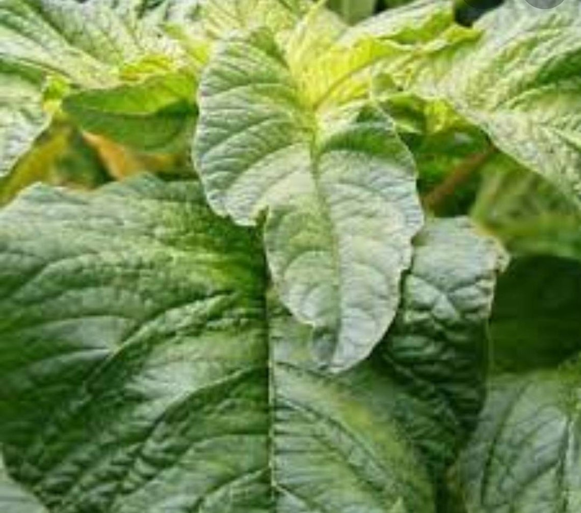 Green amaranth seeds_ callaloo seeds a ceylonlife Etsy