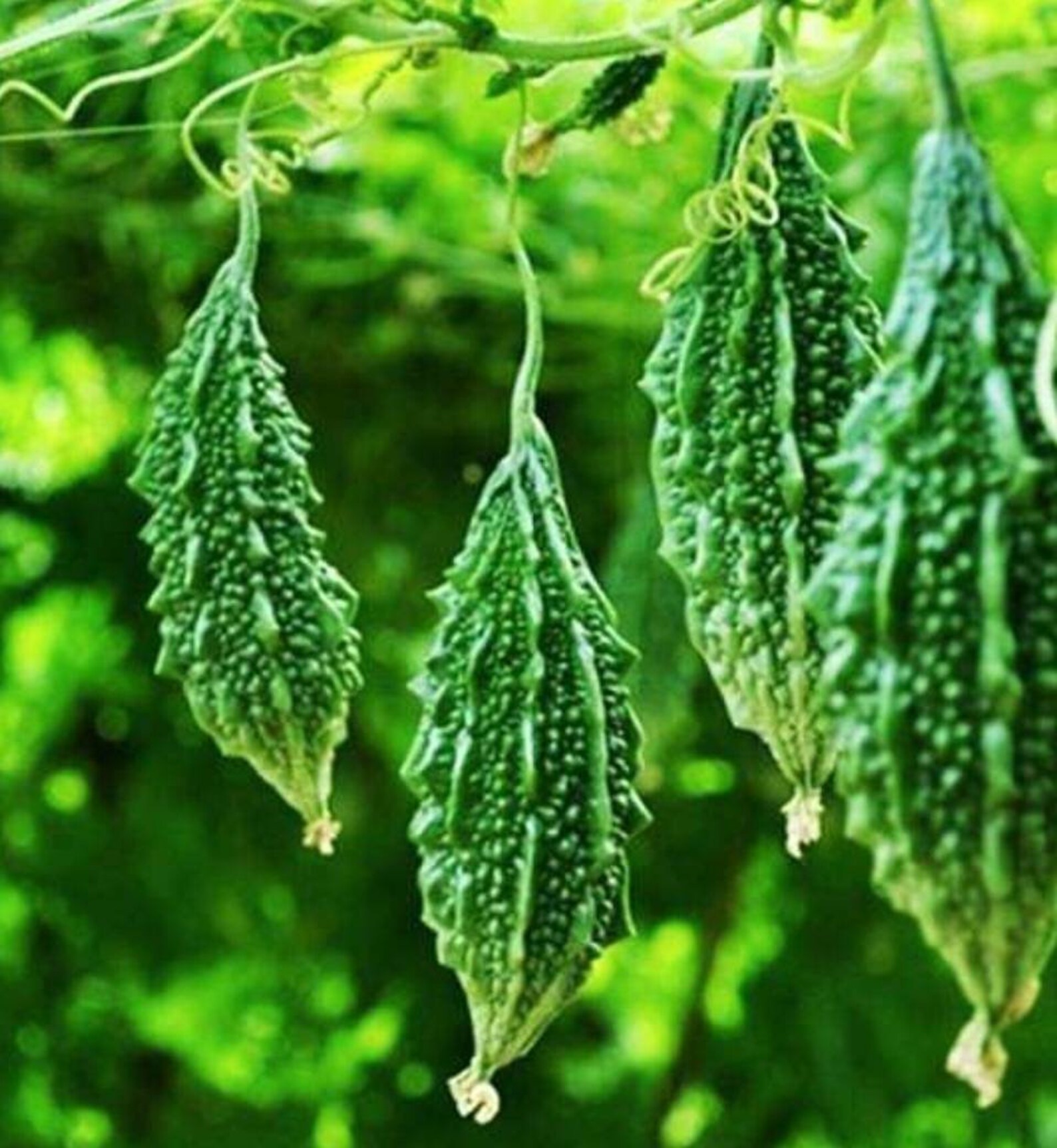 Edible black bitter gourd seeds_ bitter melon seeds a Etsy