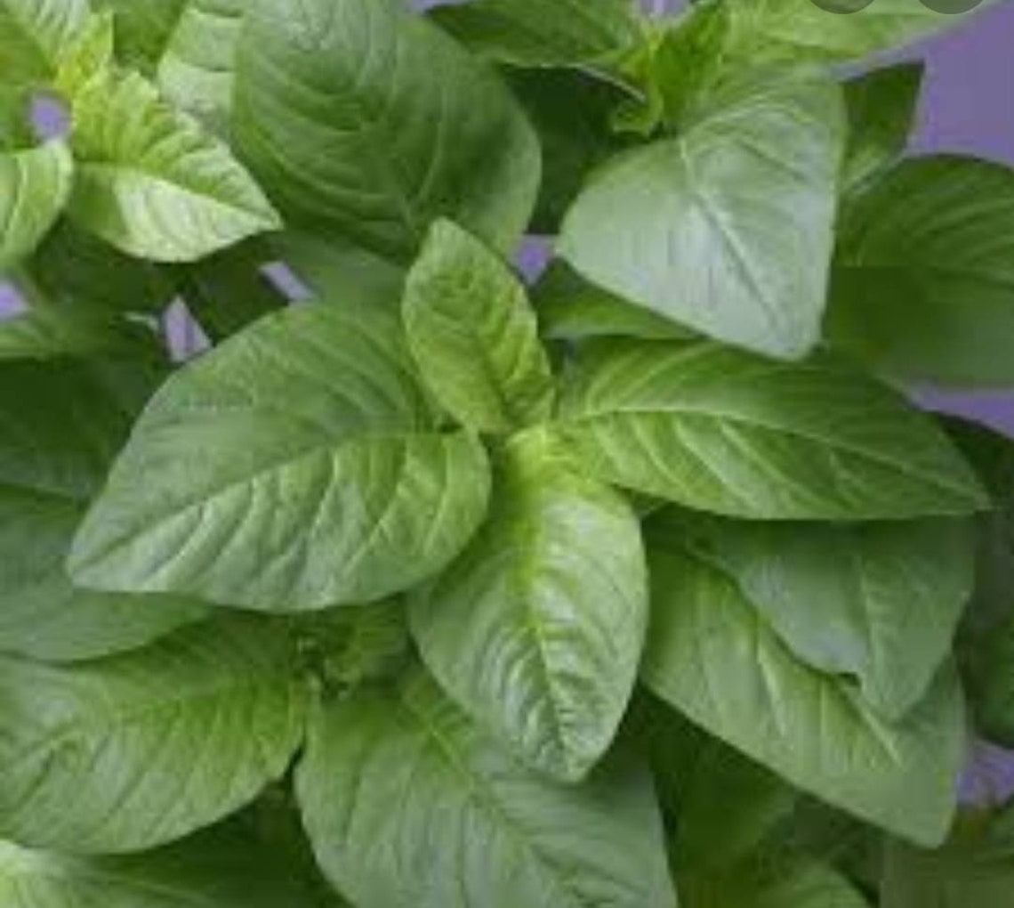 Green amaranth seeds_ callaloo seeds a ceylonlife Etsy