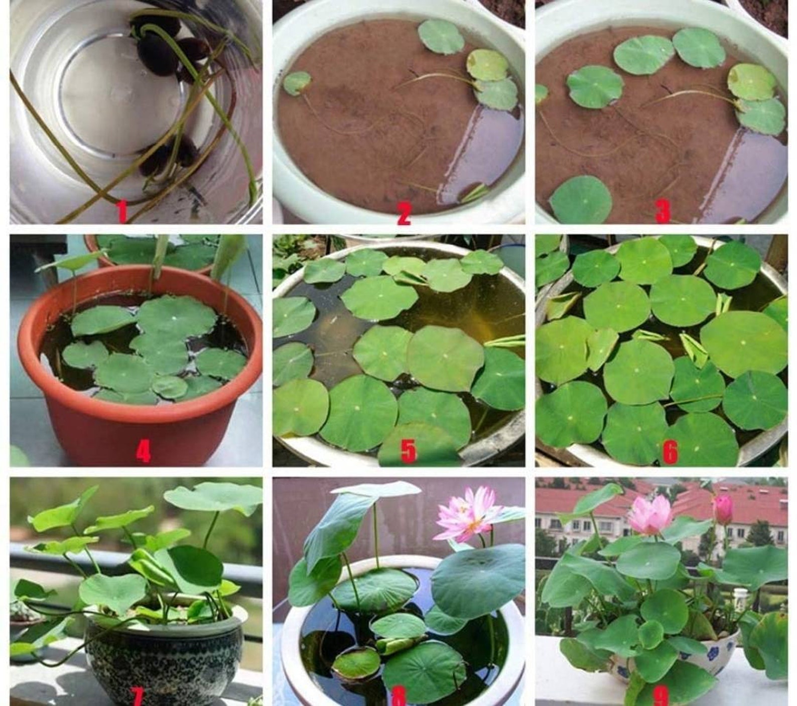 Bonsai mini sacred lotus seeds_ hydroponics a ceylonlife Etsy