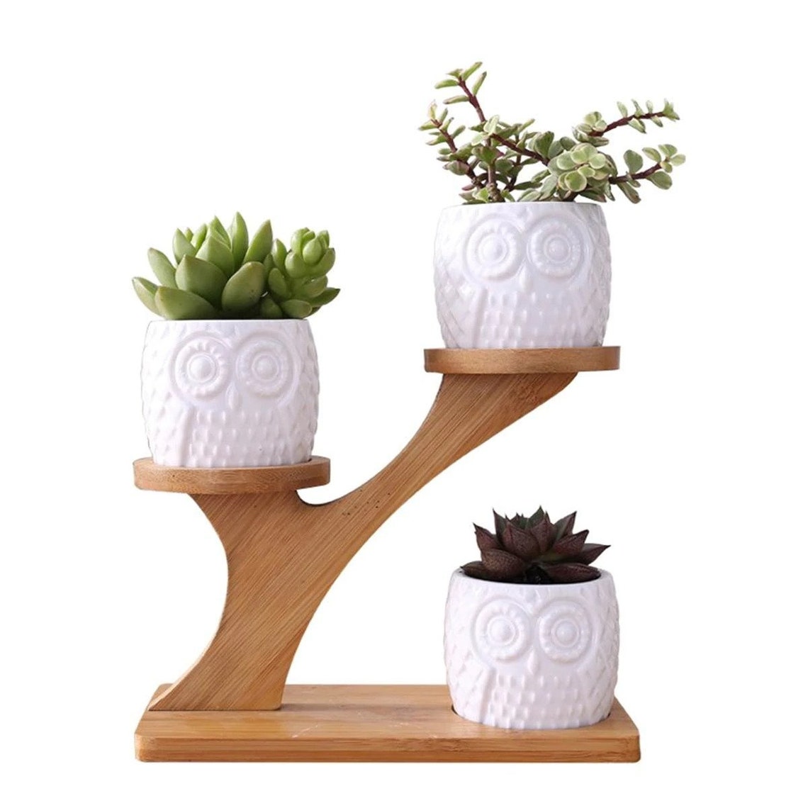 2Tier Bonsai Desk Plant Stand With Pot Desk Planter Etsy