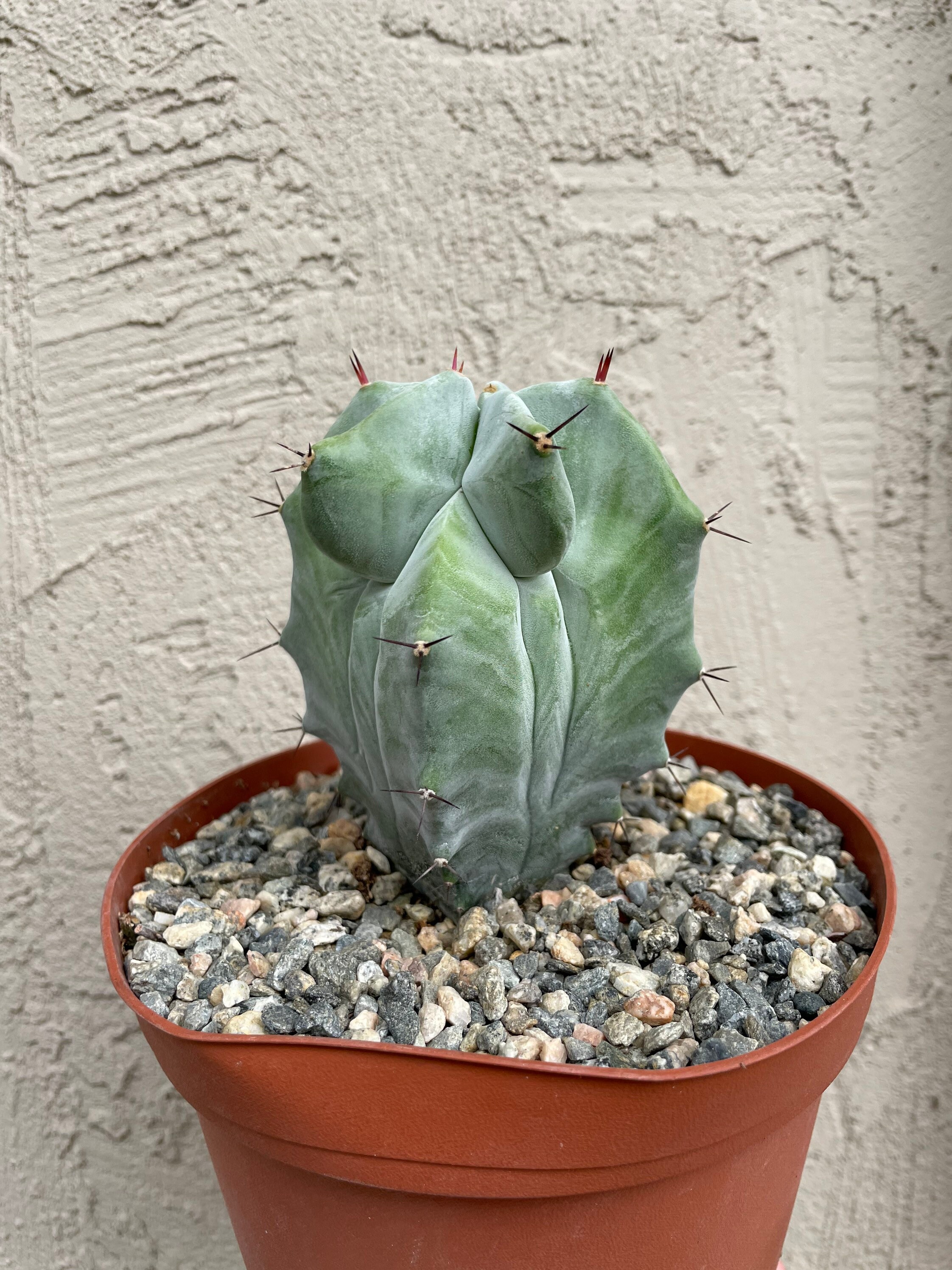 Sentinel Of The Desert: The Majestic Grey Ghost Organ Pipe Cactus