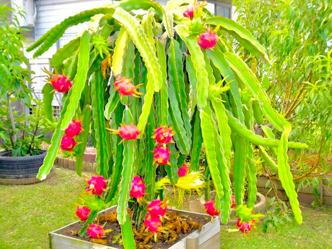 Organic Dragon Fruit Live Plants the Easiest Variety to Grow Etsy