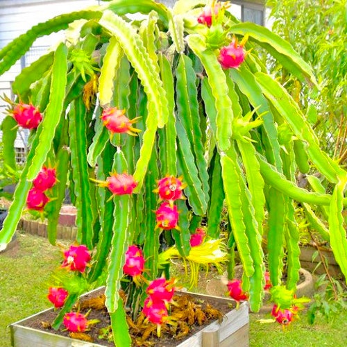 Everything You Need To Know About Dragon Fruit Trees