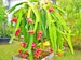 Organic Dragon Fruit live plants, The easiest variety to grow and produce fruit fast! Healthy Mature cuttings from 7 year old plant. 