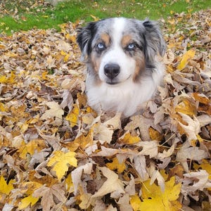 Canine Cool coats 2