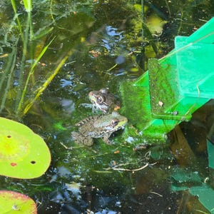 May include: Two mottled brown and green frogs resting on a submerged green plastic structure within a pond, surrounded by dark water and bright green lily pads. The frogs are positioned near the edge of the vibrant green plastic object.