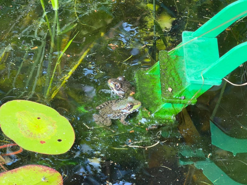 May include: Two mottled brown and green frogs resting on a submerged green plastic structure within a pond, surrounded by dark water and bright green lily pads. The frogs are positioned near the edge of the vibrant green plastic object.