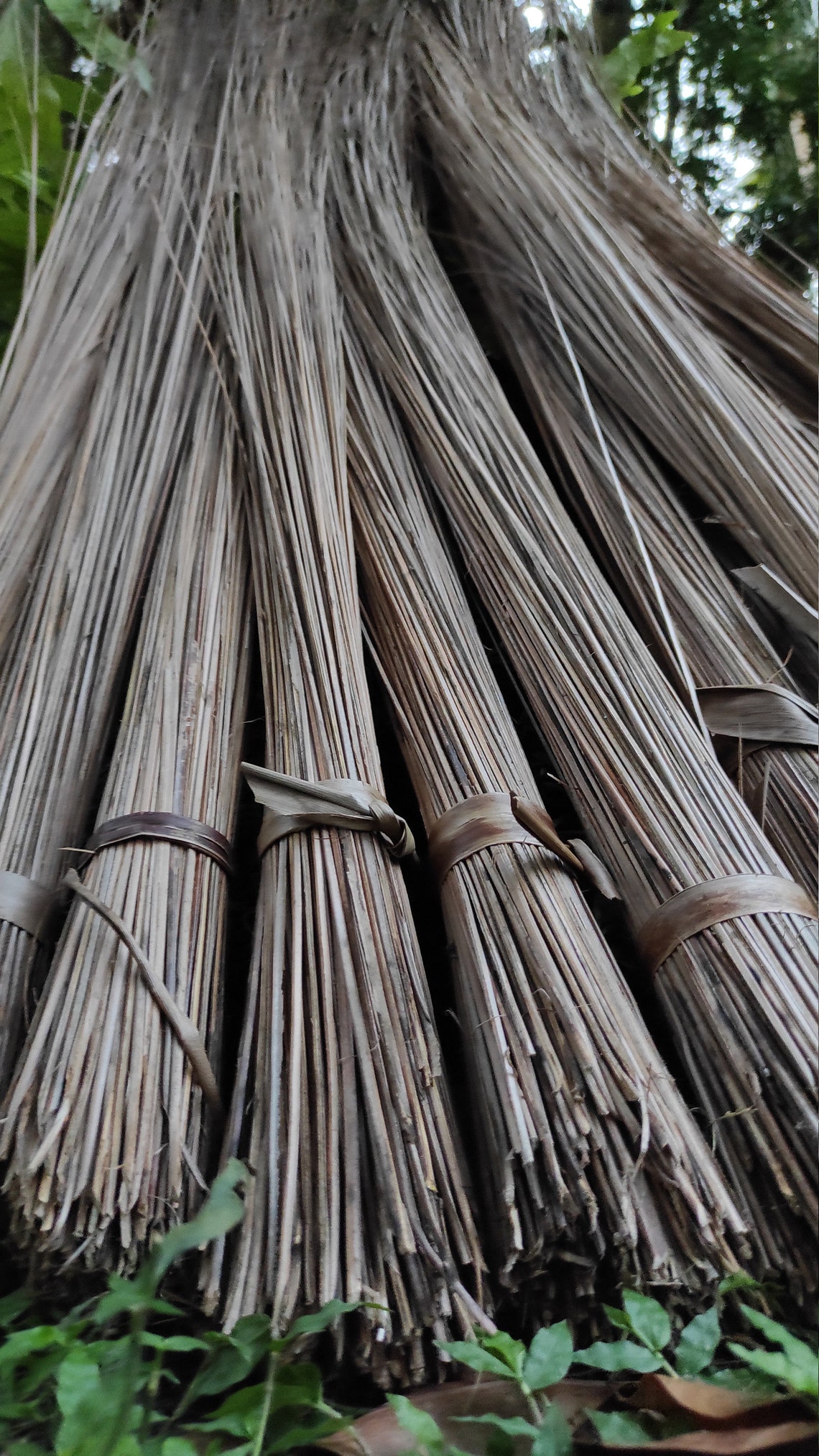 Coconut Leaf Sticks Coconut Husks Coconut Mid Rib Organic Etsy