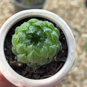 May include: A small, green succulent plant with textured leaves, potted in a white ceramic container. The plant is surrounded by dark brown mulch. The pot has a slightly textured surface and is held in a hand.