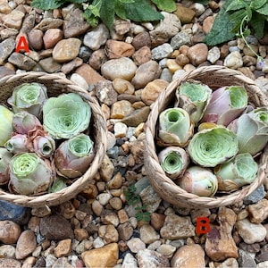 Live Greenovia aurea/Moutain Rose W Basket - Green in Winter - Live Plant - Unique Gift - Succulent