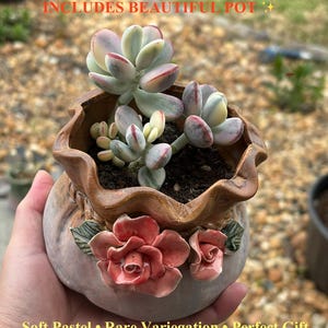 May include: A succulent plant in a decorative pot. The pot is a light brown color with sculpted pink roses. The succulent has pale green leaves with red edges. Text on the image reads: "NOT BARE ROOT READY TO DISPLAY INCLUDES BEAUTIFUL POT".