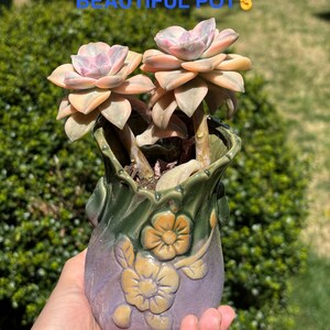 May include: Two pale pink and peach succulent plants planted in a decorative ceramic vase. The vase features a gradient of purple and green with embossed floral details. Text on the image reads: NOT BARE ROOT INCLUDES BEAUTIFUL POT.