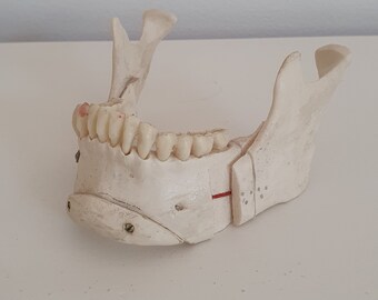 Anatomy model, jaw, medical, teeth