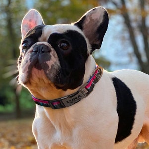 Boy Girl Dog Collar | Personalized Dog Collar | Cute Dog Collar | Metal Buckle Dog Collar | Custom Name Engraved Puppy Collar