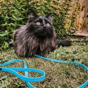 Cat/small Dog Biothane Leash