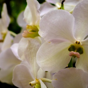 A white orchid in full bloom, nature flower, digital photo download