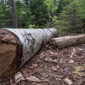 A fallen birch tree lines the grounds of the forest nature digital photo download
