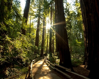 Redwoods säumen den Weg am John Muir National Woods digitales Foto download