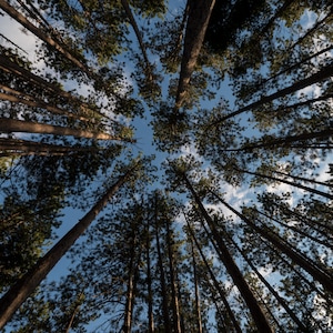Looking up to the sky, an upward image of the sky beyond the pine trees, nature, landscape, green, digital photo download