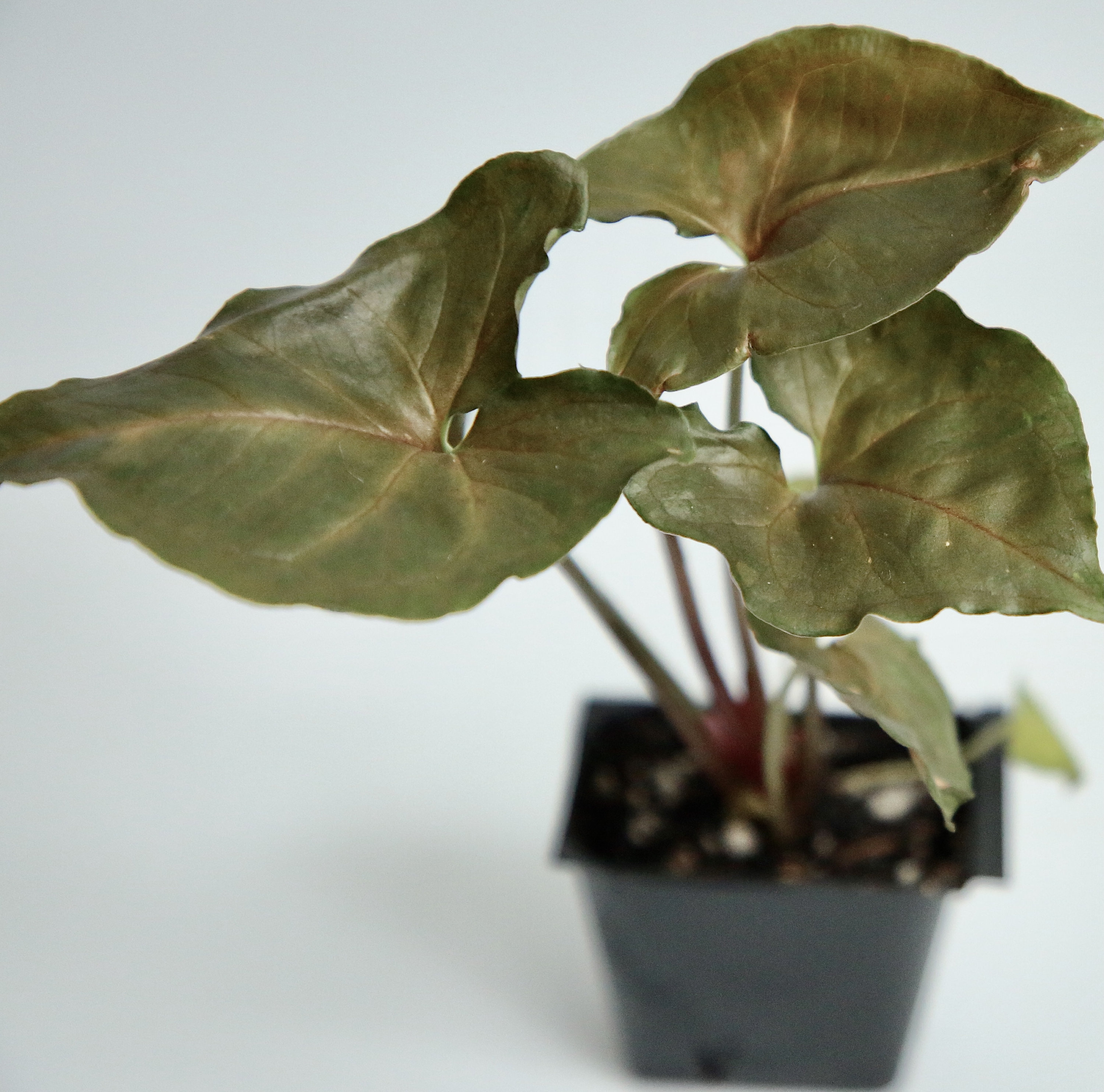 Syngonium Podophyllum Arrowhead Plant Maria Etsy