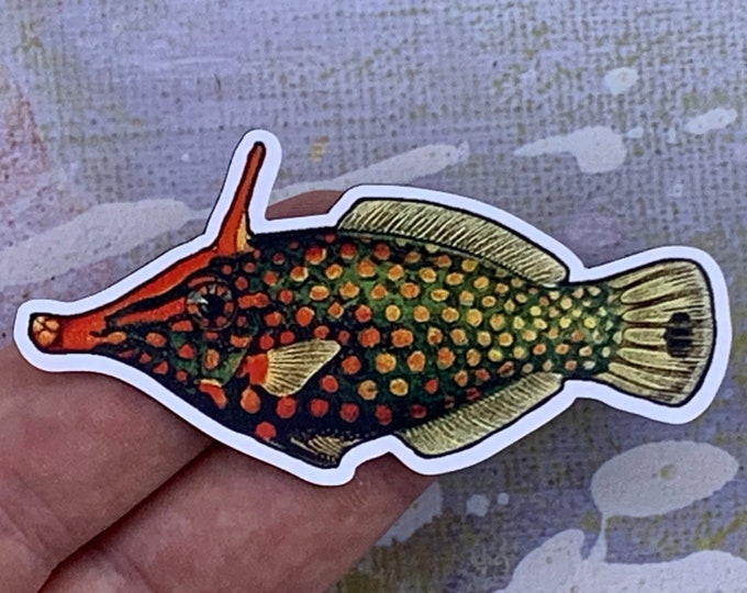 Photo of a harlequin filefish magnet in someone's hand