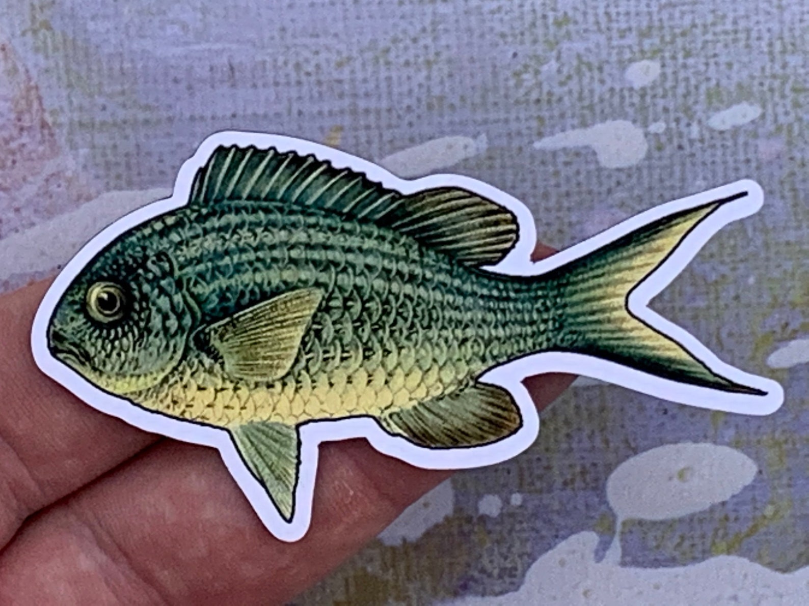 Photo of a blue-green chromis magnet in someone's hand